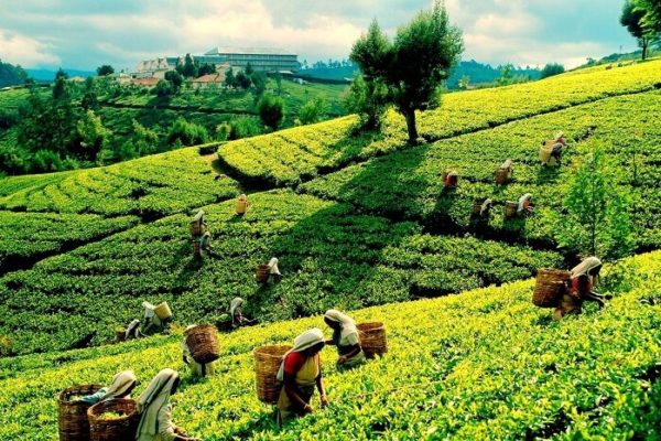 Tea Plantation in Nuwara Eliya, Sri Lanka